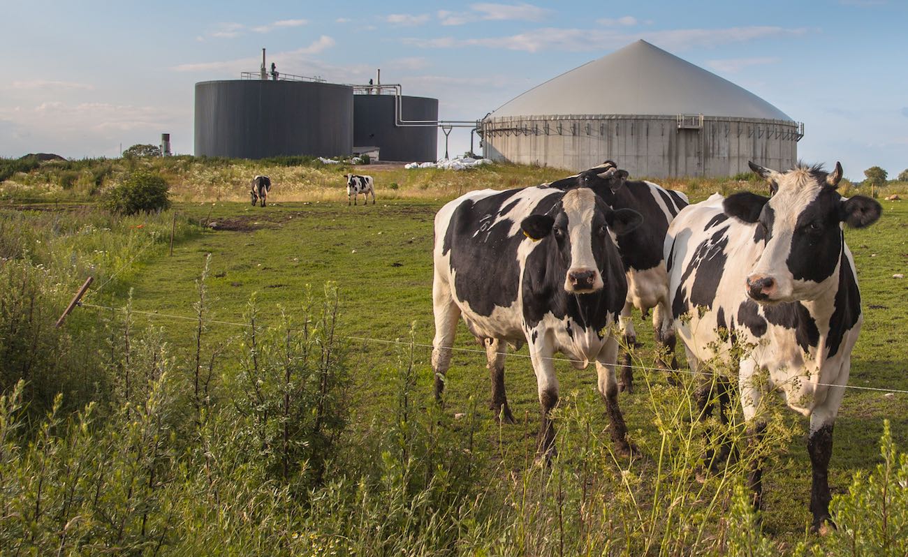 Cows-min